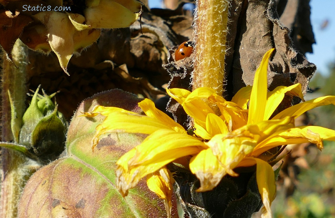 Ladybug hidden in a Sunflower leaf