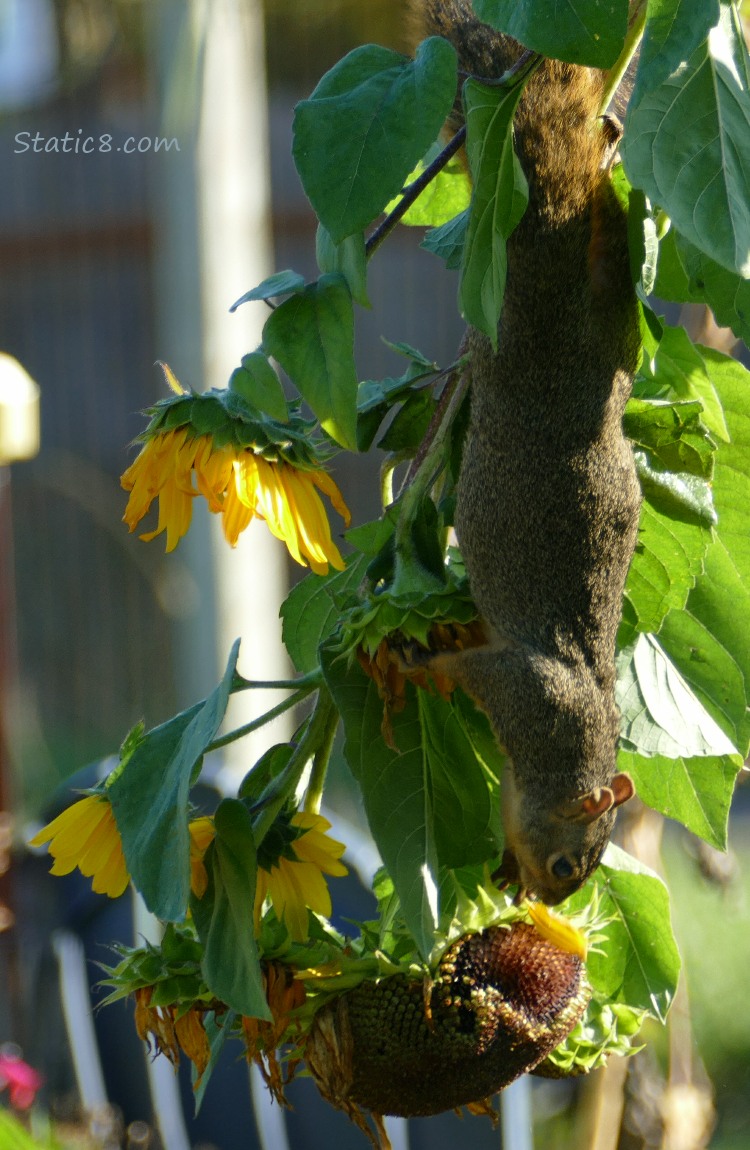 Squirrel hanging from a sunflower where the blooms are droopy