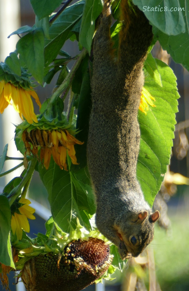 Squirrel hanging from a sunflower where the blooms are droopy