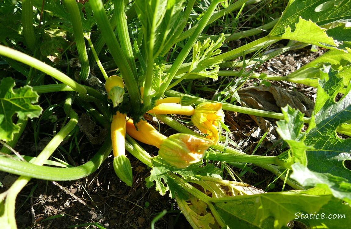 small Zucchini squashes growing on the plant