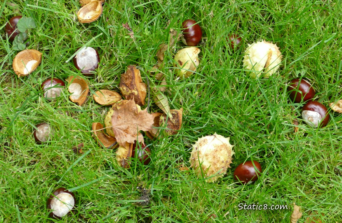 Buckeye nuts and hulls laying in the grass