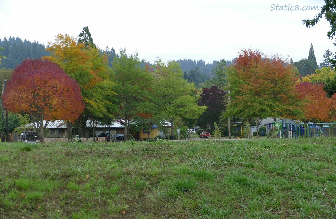 Trees showing autumn colour
