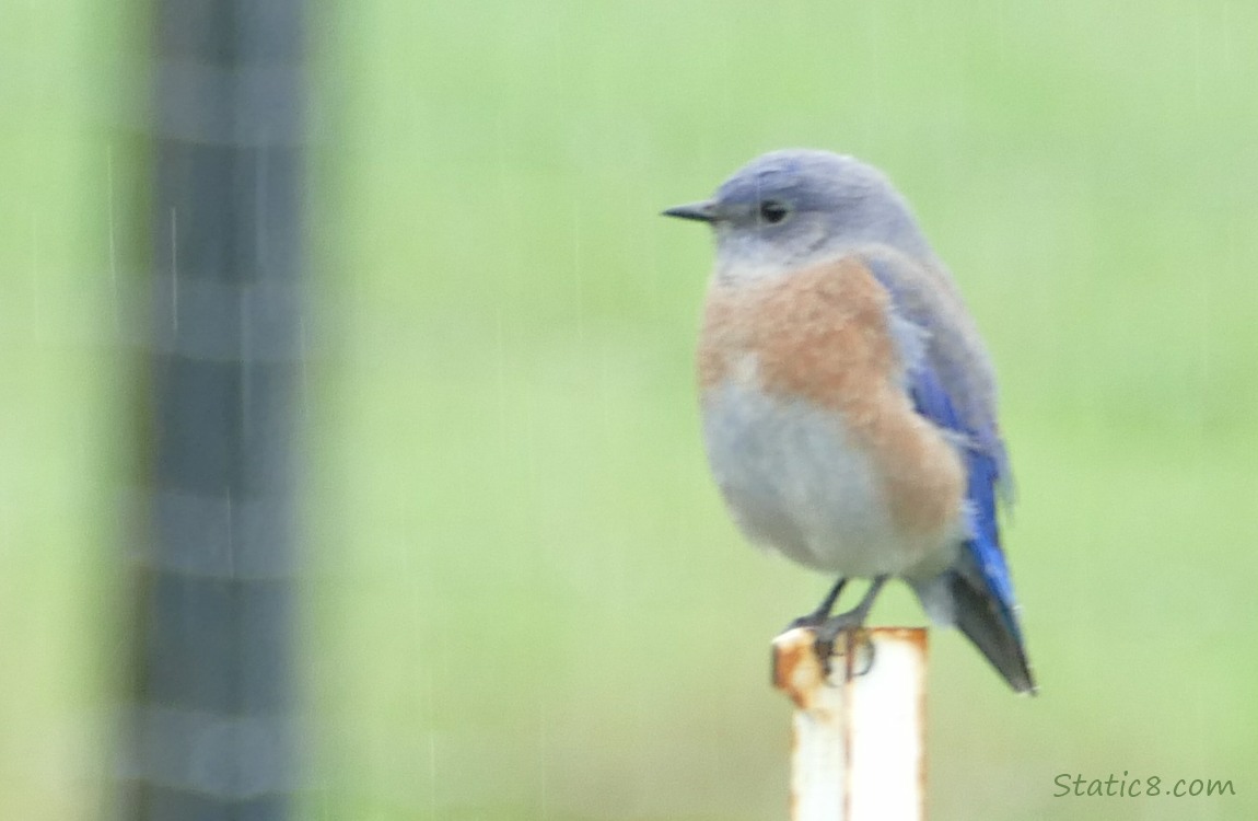 Western Bluebird standing on a post in the rain