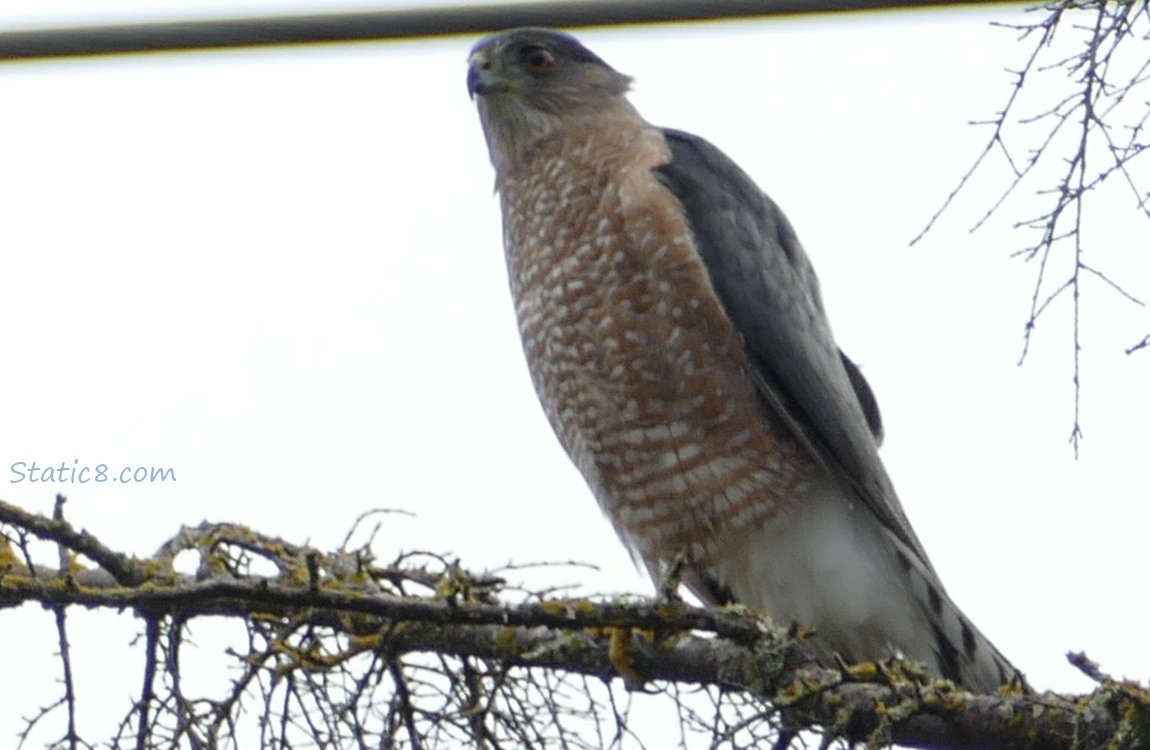 Cooper Hawk standing on a branch