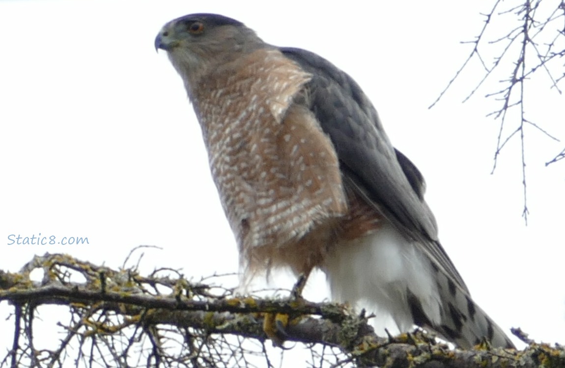 Cooper Hawk standing on a branch, hunched over