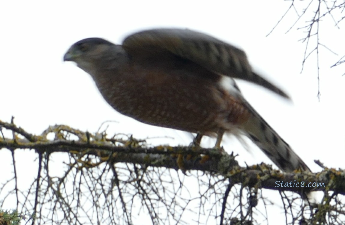 Cooper Hawk taking off from the branch