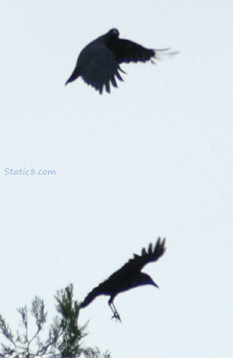Two Crows, flying, just taken off from the tree