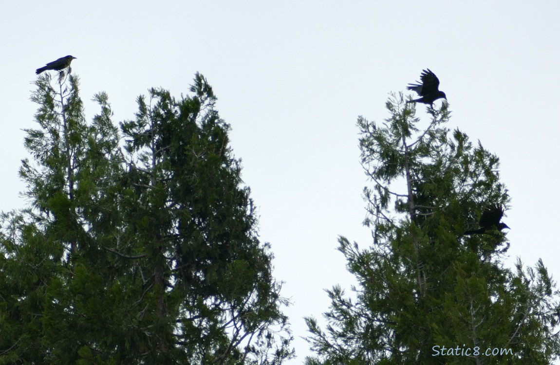 Two Crows standing at the tops of two trees