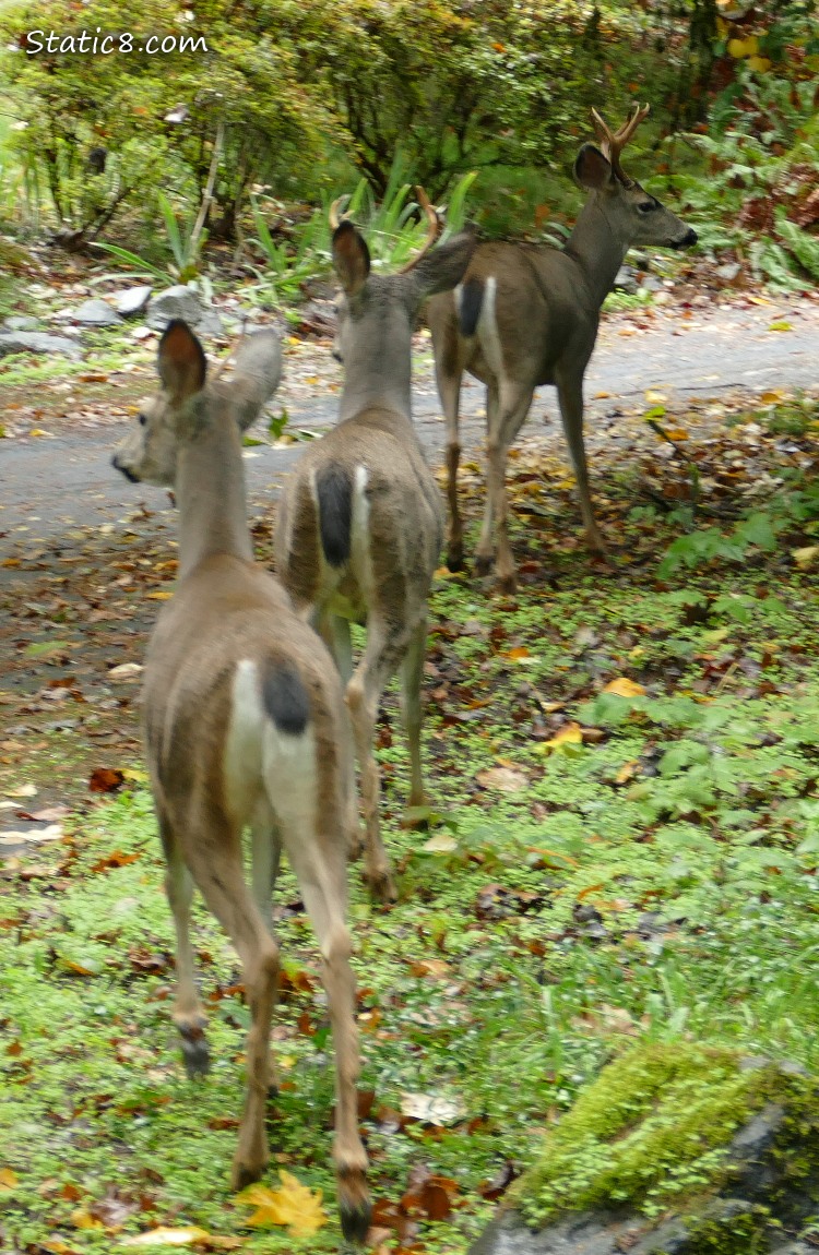 Three deers walking away