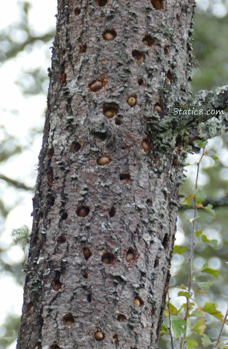 Granery tree with acorns stuck in holes