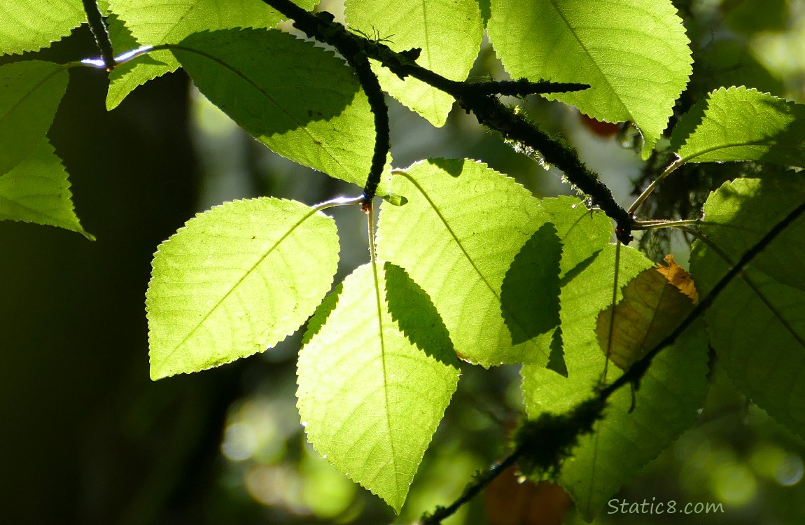 Leaves caught in the sunlight