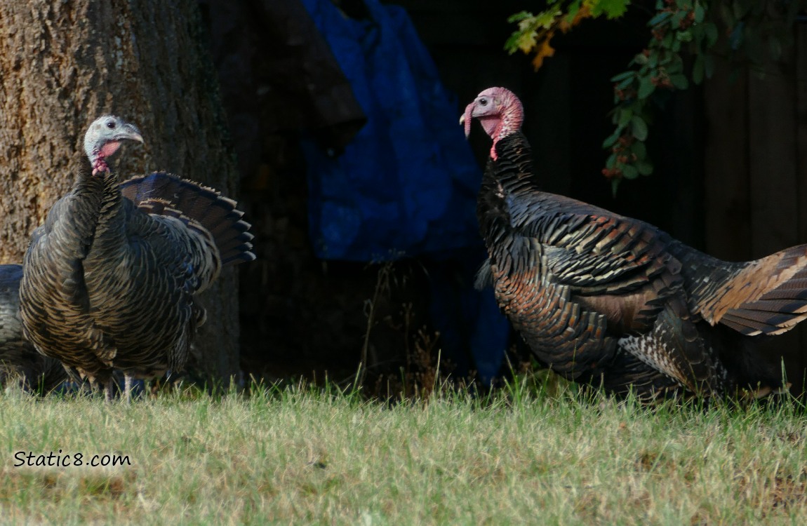 Two Turkeys standing in the grass