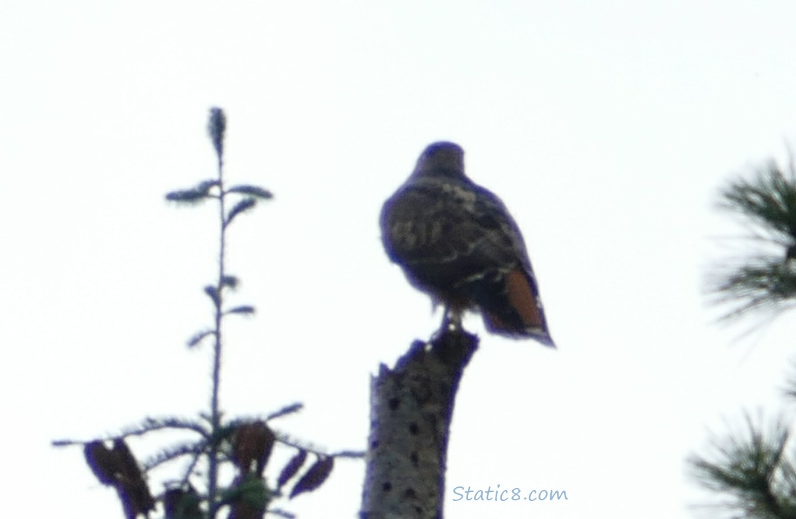 Red Tail Hawk standing at the top of a broken off snag