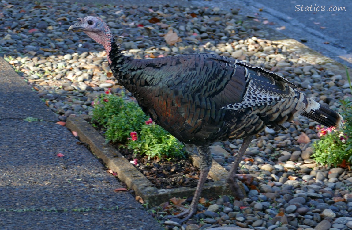 Wild Turkey walking on the sidewalk