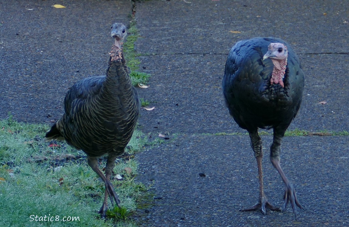 Wild Turkeys standing on the sidewalk