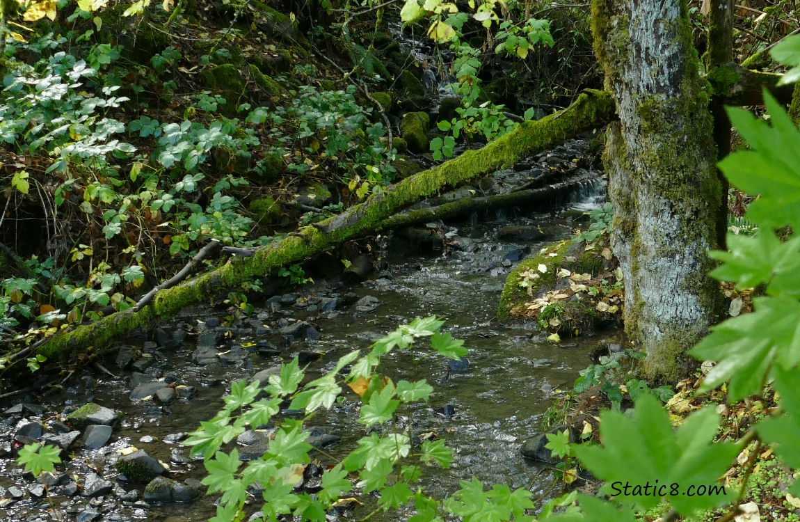 small waterfall surrounded by logs and leaves
