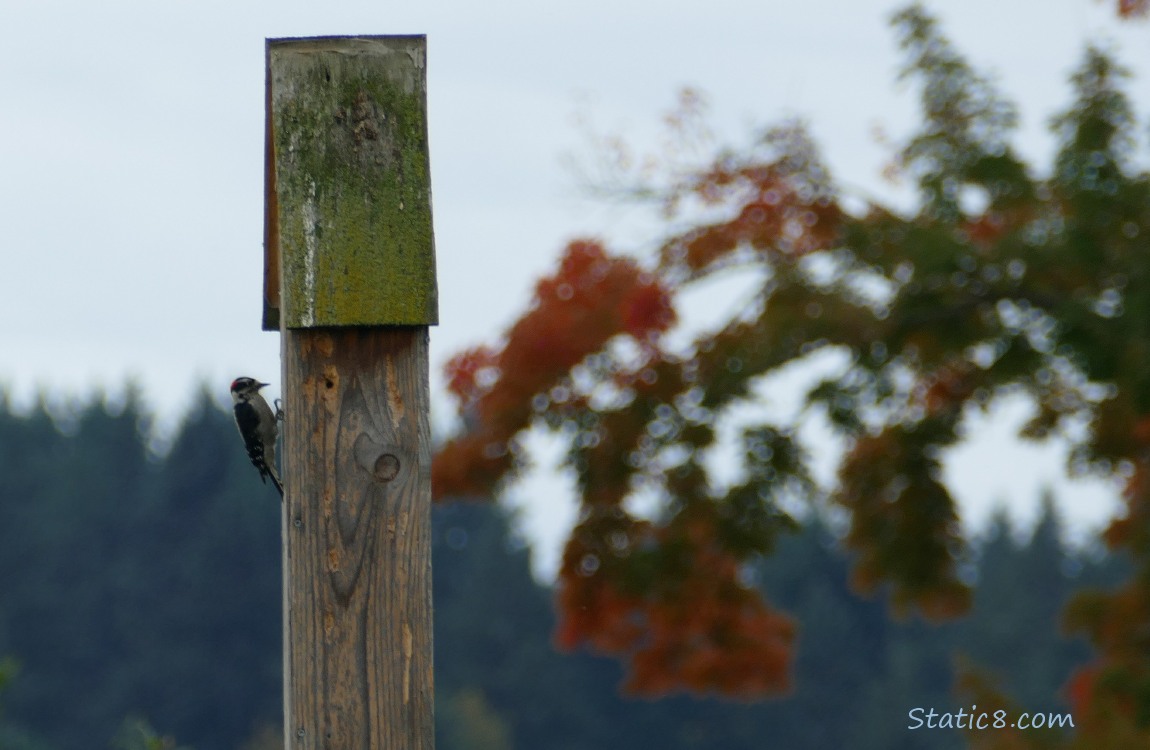 Downy Woodpecker standing on the side of a post