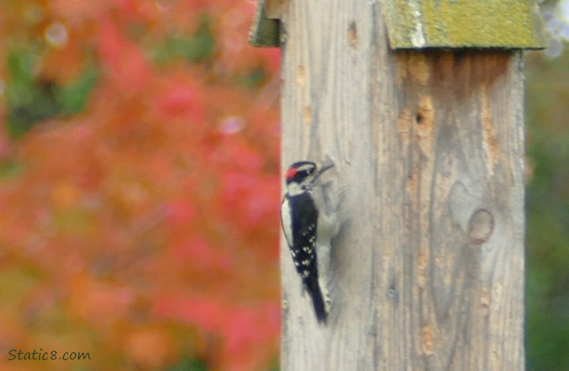 Downy Woodpecker standing on the side of a post