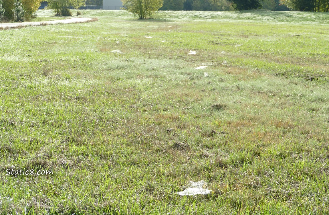 Grassy field with Grass Spider webs