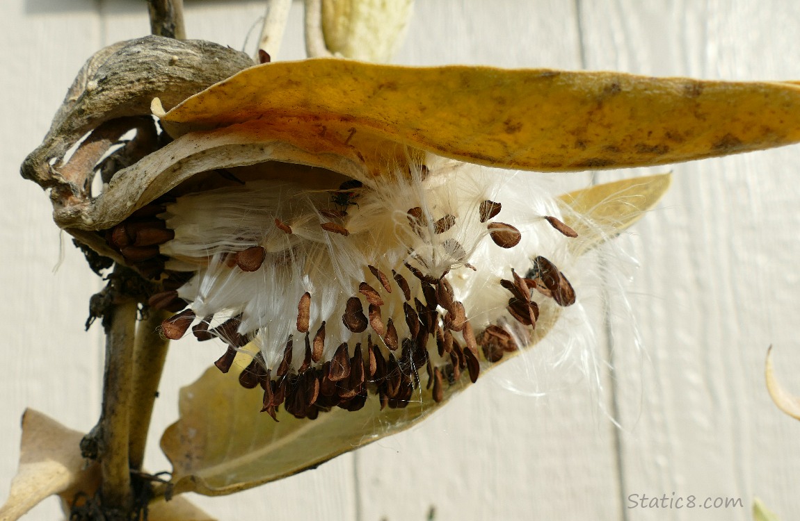 Open Milkweed pod with seeds coming out
