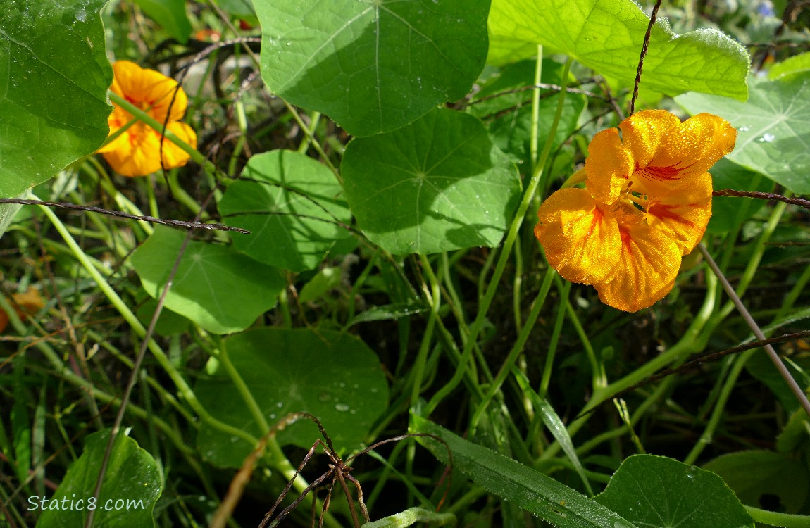 Orange Nasturtium blooms