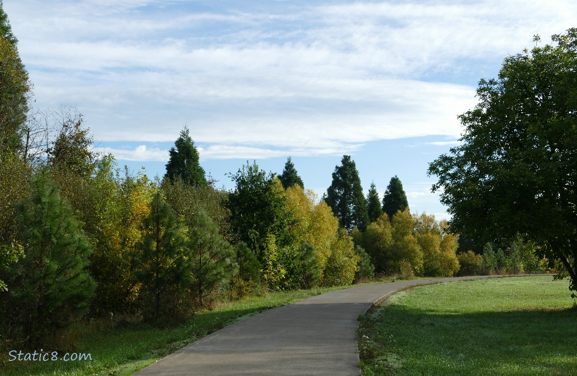 the path with trees and sky