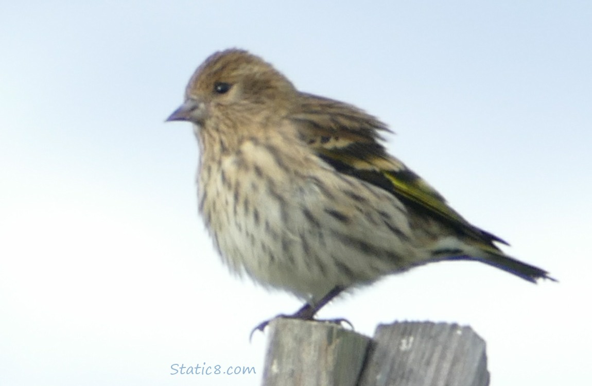Pine Siskin standing on a wood post