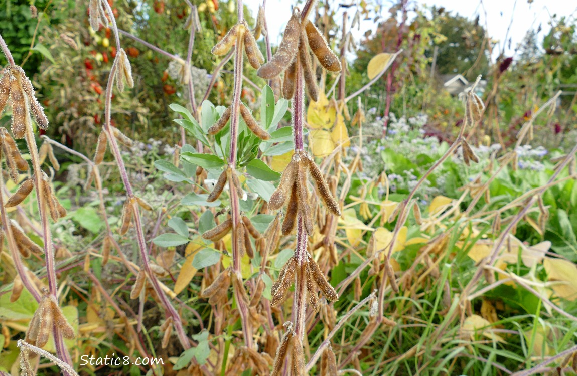 Soybean pods on stalks