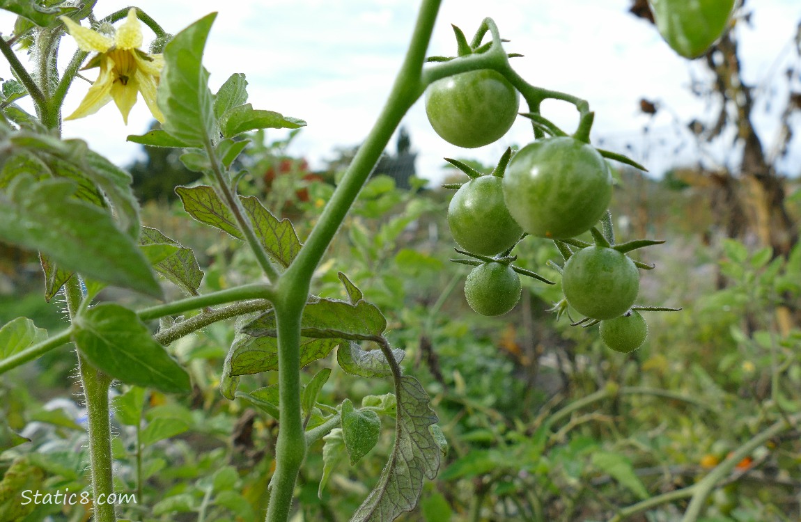 Green cherry tomatoes on the vine with a tomato bloom