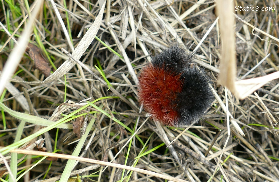 Curled up Woolly Bear