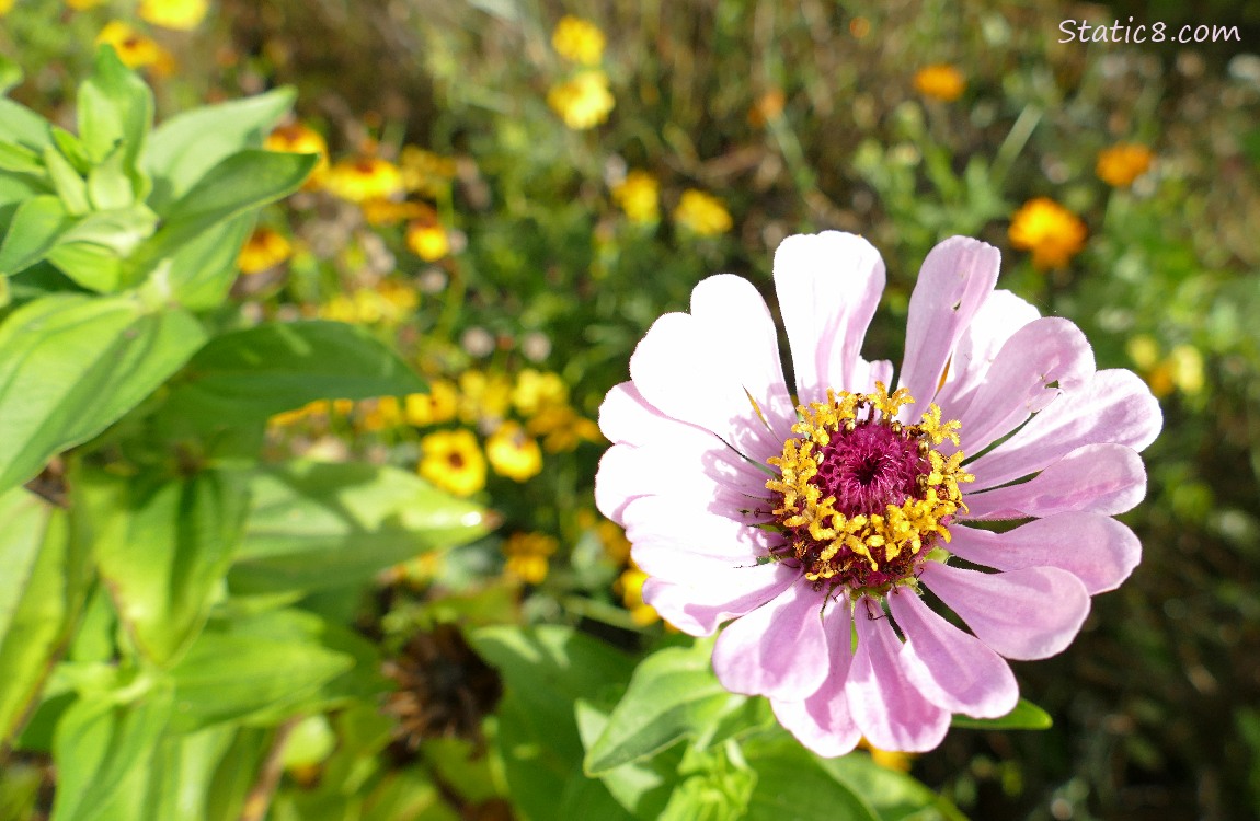 Pink Zinnia with yellow flowers in the background