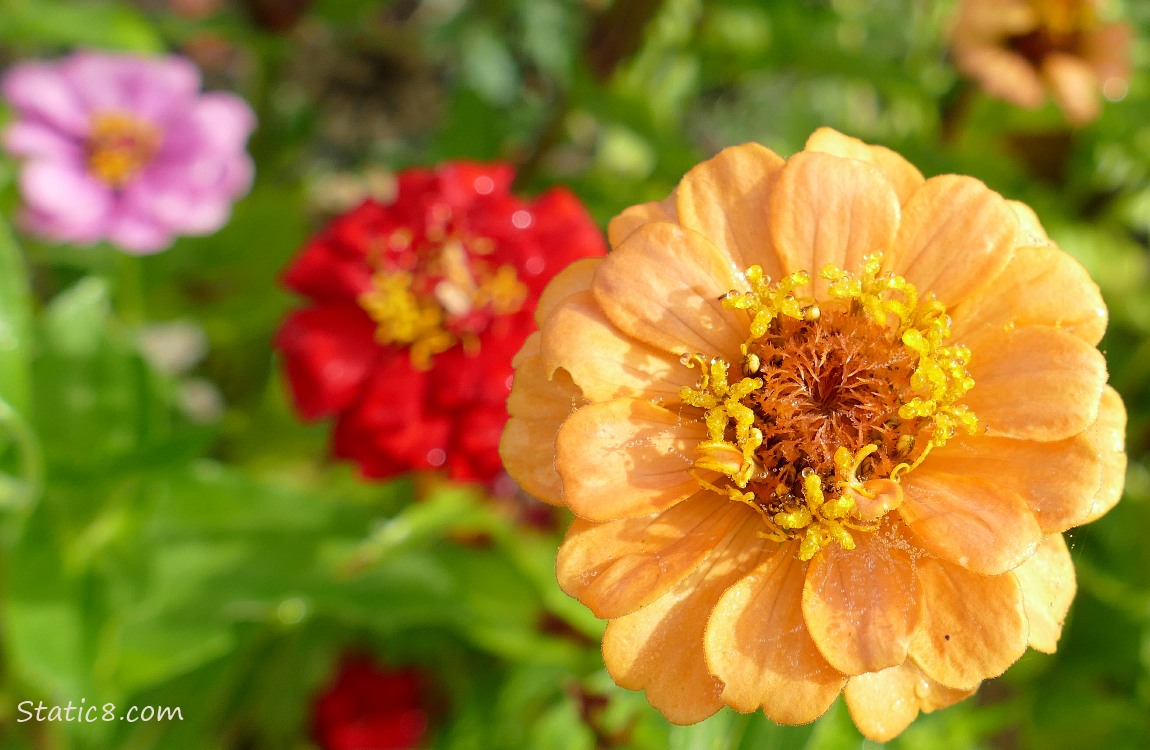 Orange Zinnia with red and pink blooms in the background