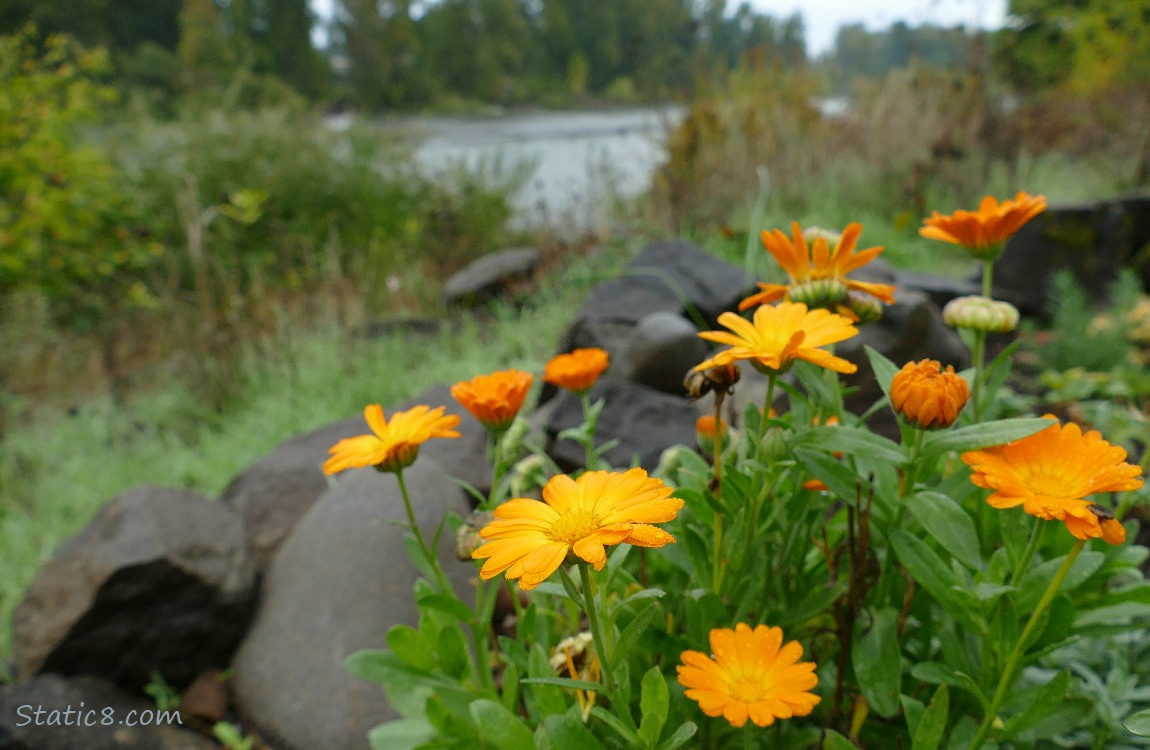 Calendulas blooming with the river in the background