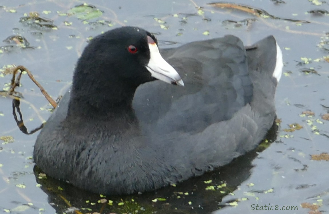 American Coot on the water