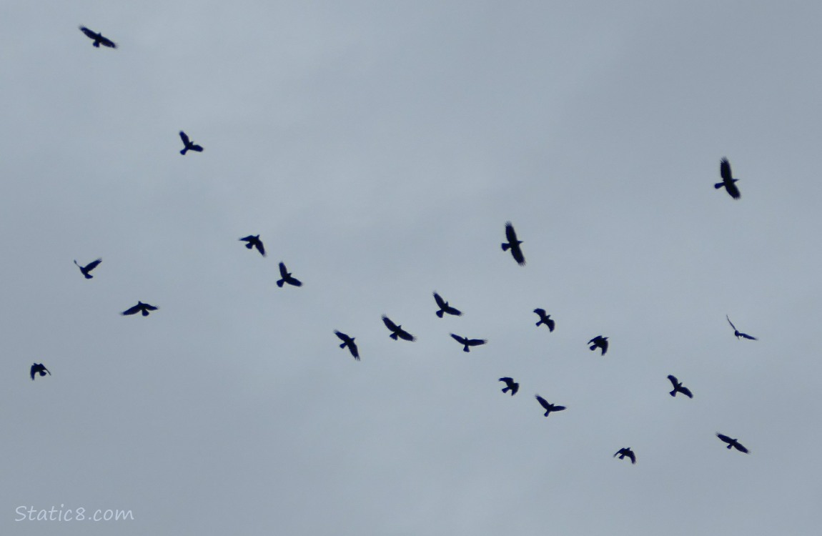 21 crows flying