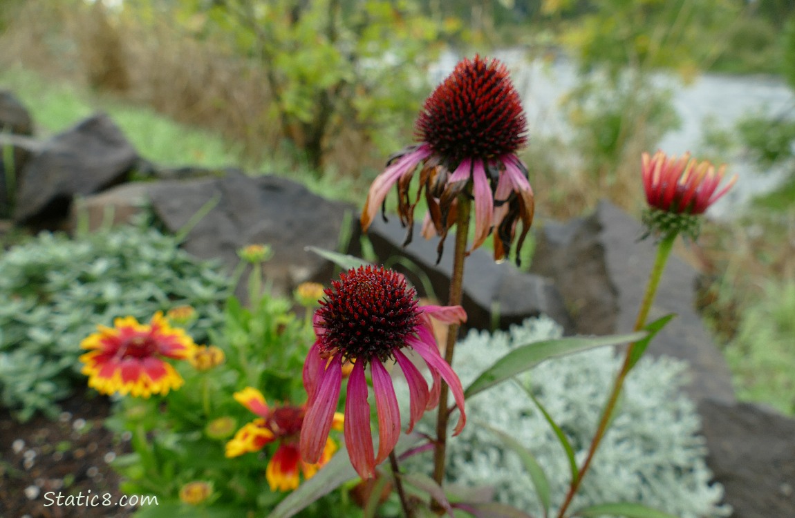 Echinacea blooms with Prairie Coreopsis, and the river in the background