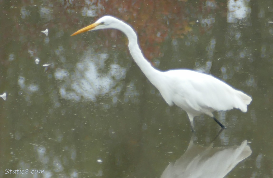 Great Egret standing in water, hunting
