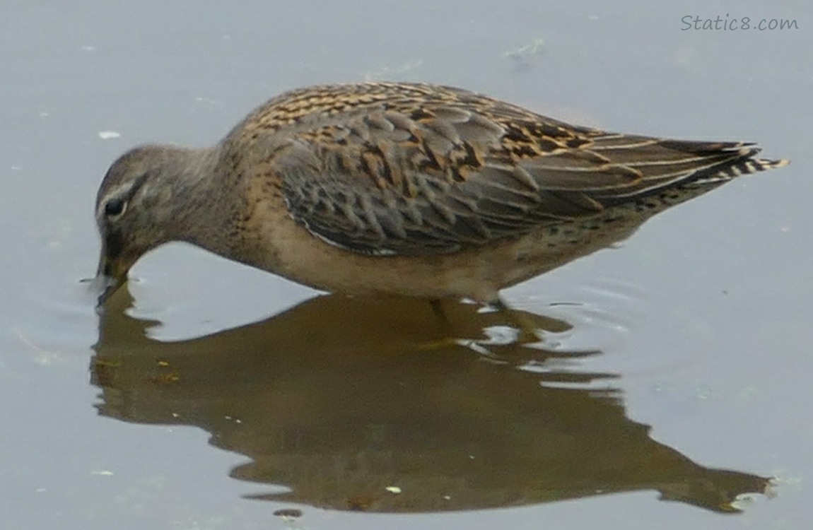Long Billed Dowitcher standing in water with their beak in the water