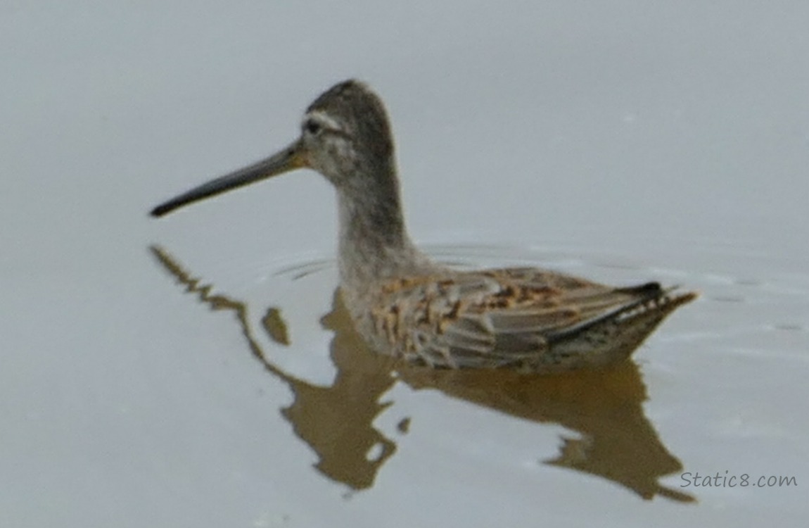 shorebird paddling in the water