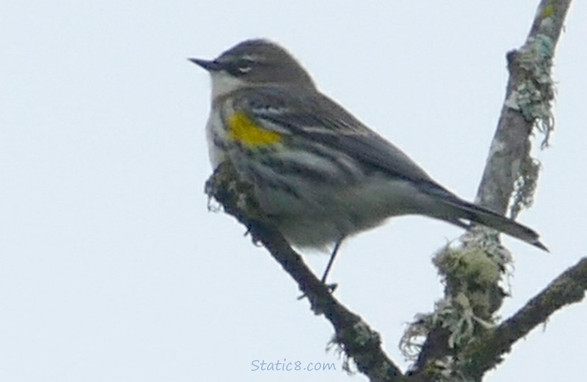 Yellow Rump Warbler standing on a twig