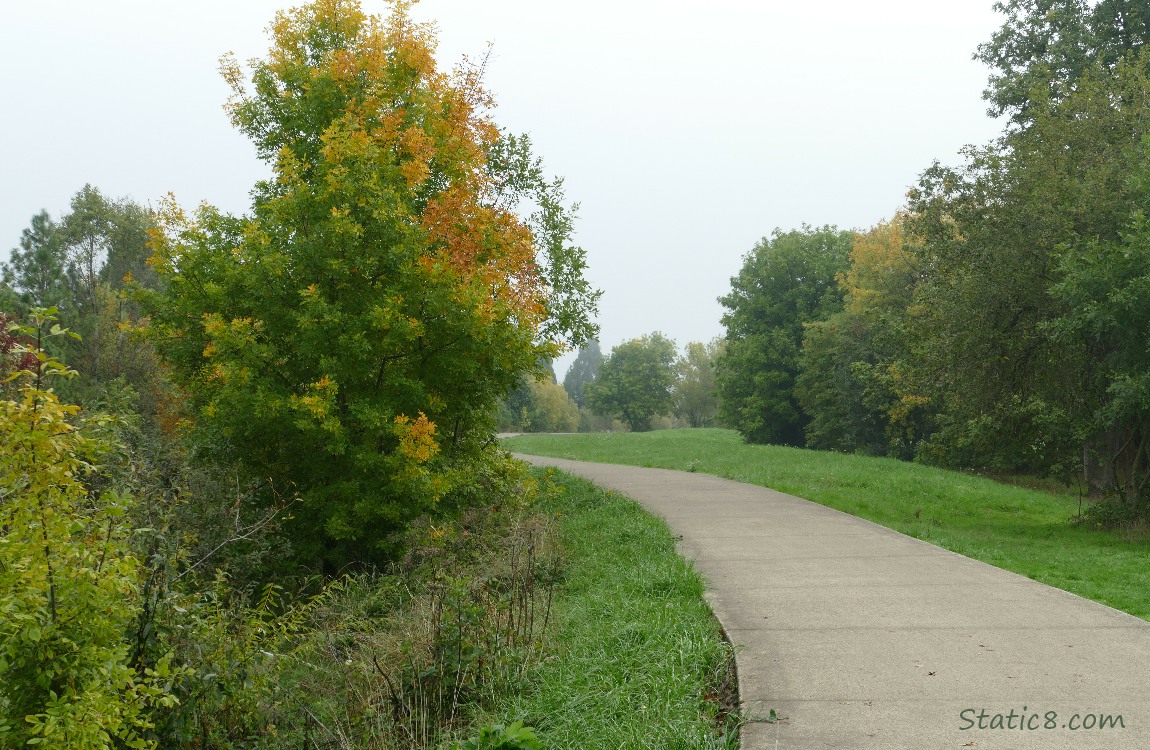 Trees next to the bike path, a bit of autumn colour