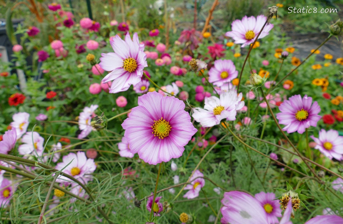 Cosmos with other flowers in the background