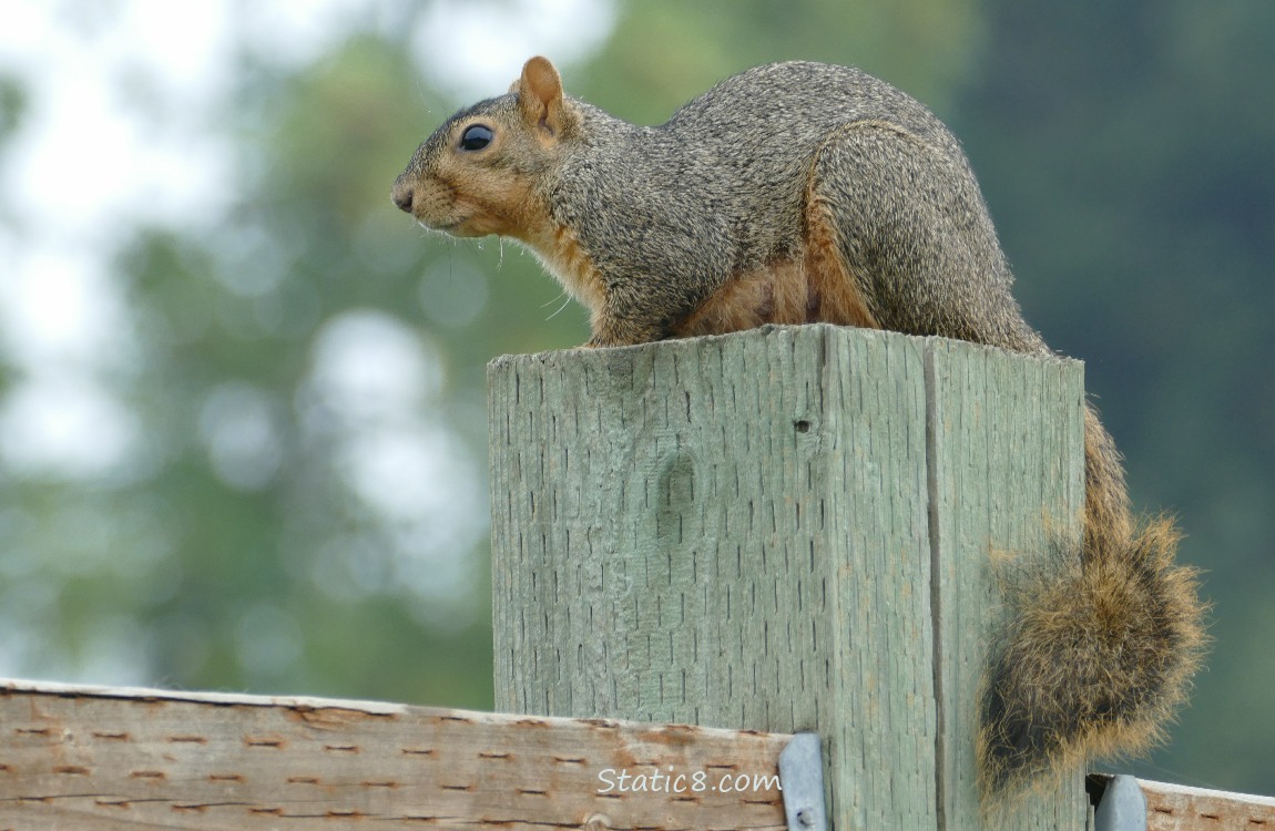 Squirrel standing on a wood post of a fence
