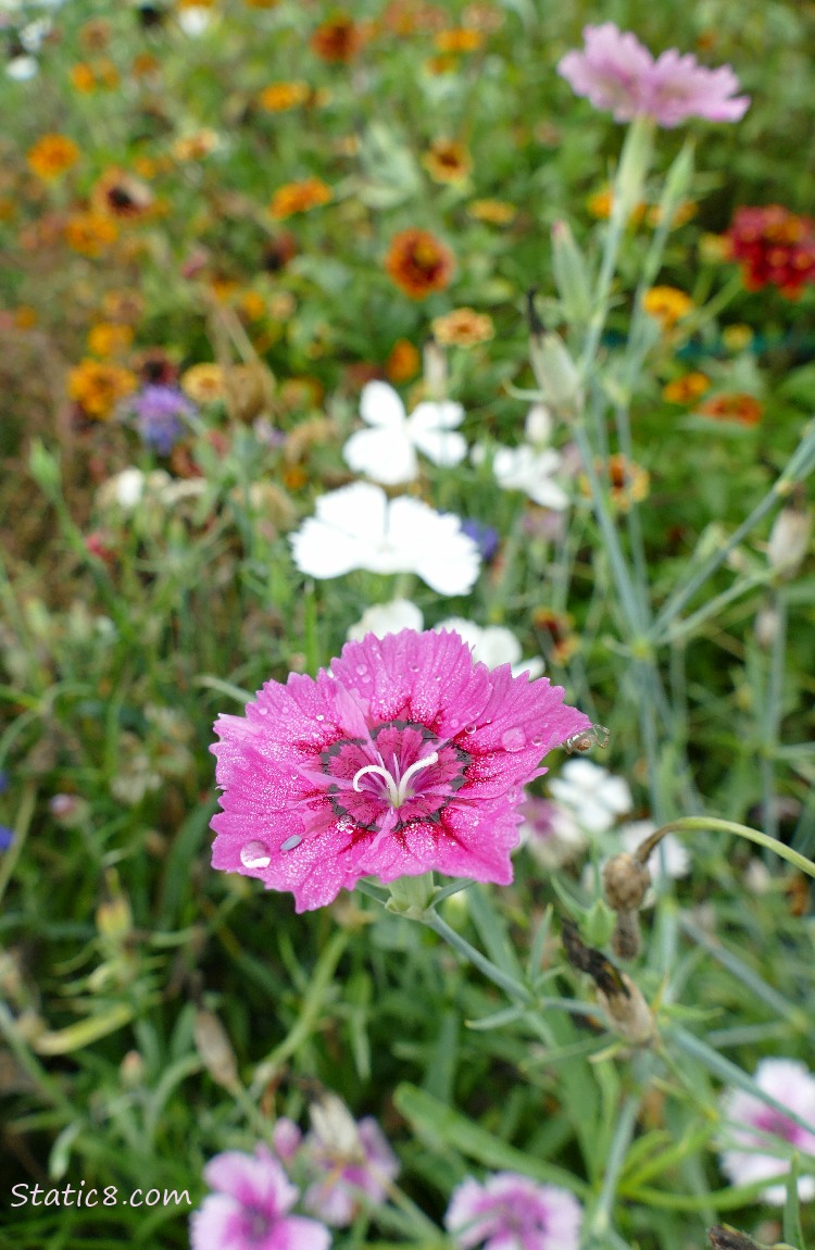 Garden Pinks with other flowers in the background