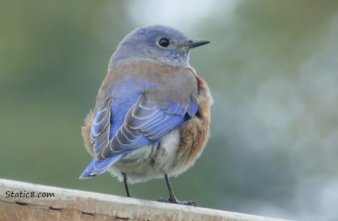 Western Bluebird standing on a wood fence