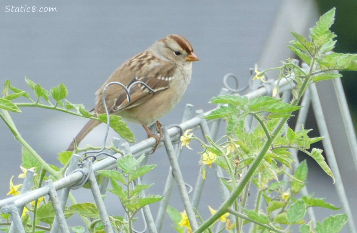 White Crown Sparrow standing on a metal trellis
