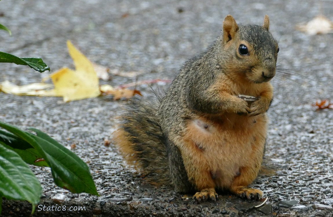 Eastern Fox Squirrel standing on the sidewalk, holding a sunflower seed in her hands