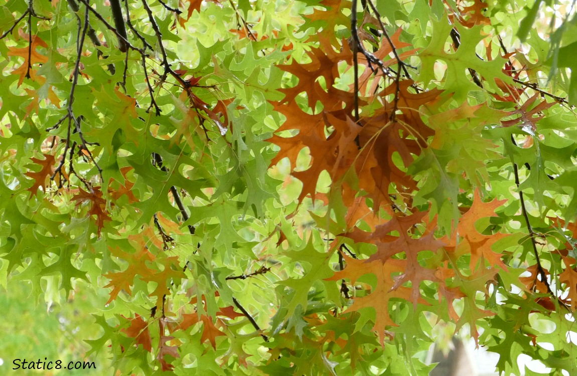 Oak leaves, most green, some tan