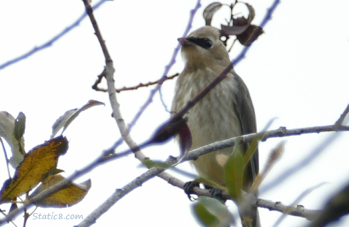juvenile Cedar Waxwing standing on a twig