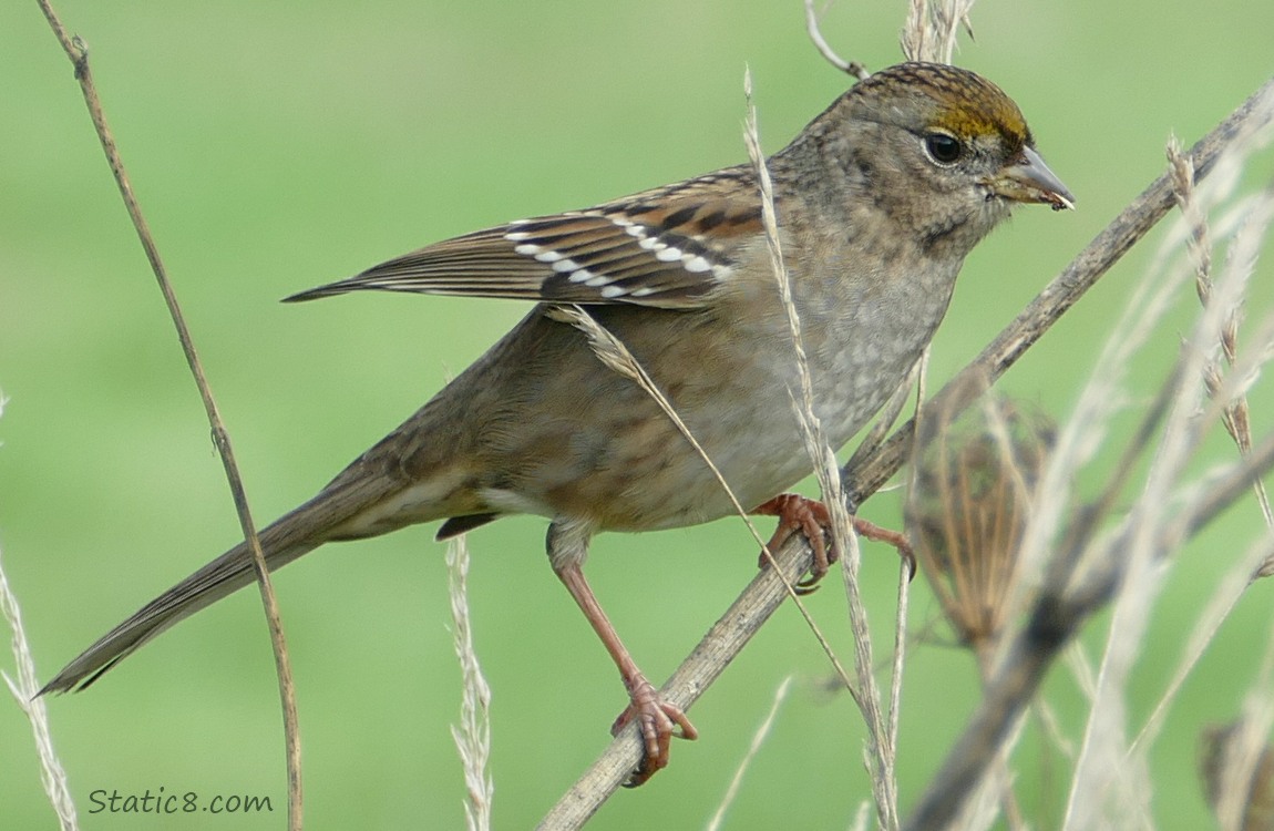 Juvenile Golden Crown Sparrow standing on a twig